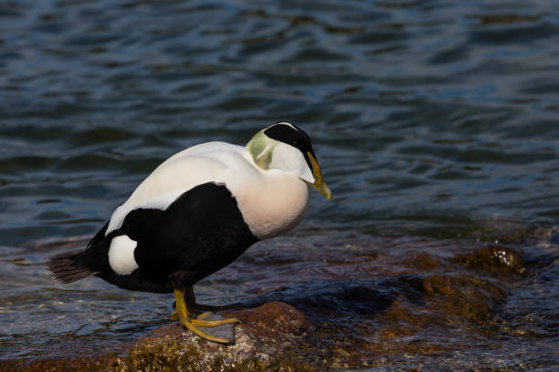 istock male eider duck (somateria mollissima) standing on stone in water 929945104