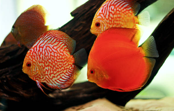 istock Discus fish in freshwater aquarium 929946062