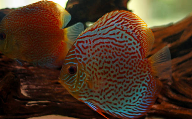 istock Discus fish in freshwater aquarium 929946072