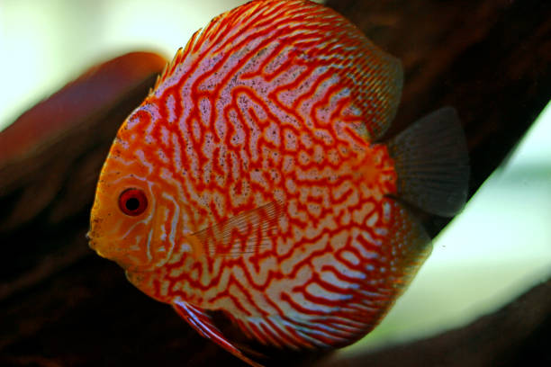 istock Discus fish in freshwater aquarium 929946106