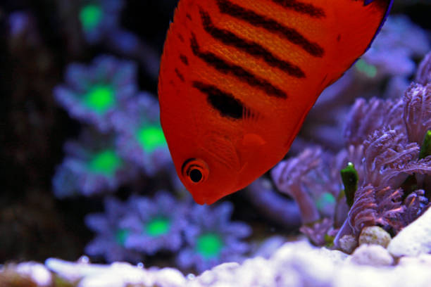 istock Flame angelfish in reef aquarium tank 929948686