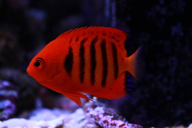 istock Flame angelfish in reef aquarium tank 929948702