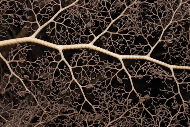 istock Detail of a Common Basket Star Gorgonocephalus eucnemis 92995237