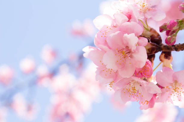 istock Close-up of cherry blossoms in full bloom 929953072