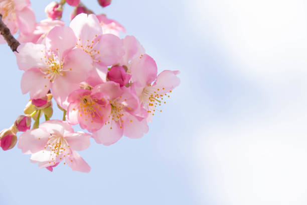istock Close-up of cherry blossoms in full bloom 929953116