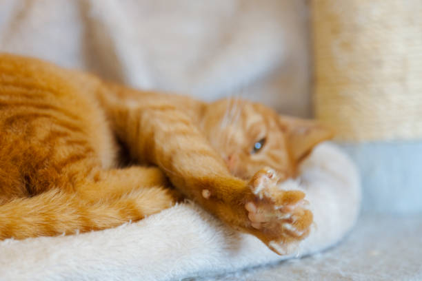 relajante el gato jengibre - almohadillas pata de animal fotografías e imágenes de stock
