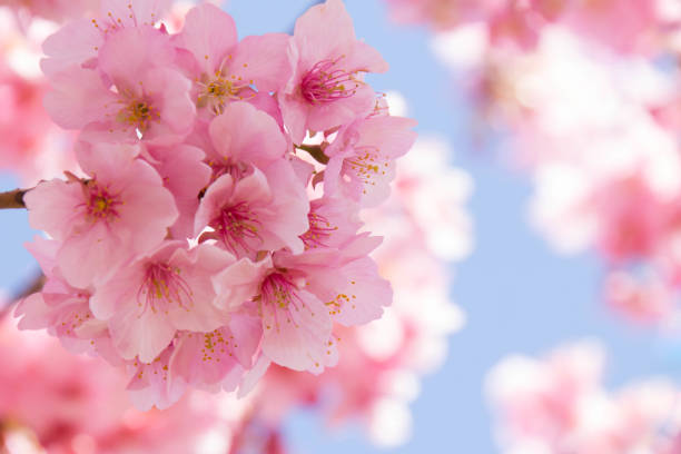 istock Close-up of cherry blossoms in full bloom 929953206