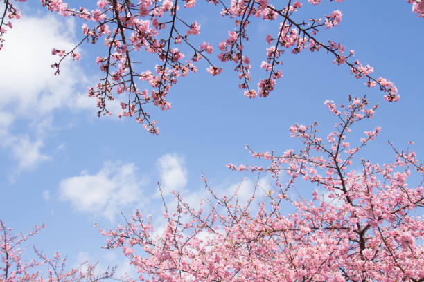 istock Blue sky and cherry blossoms in full bloom 929955666