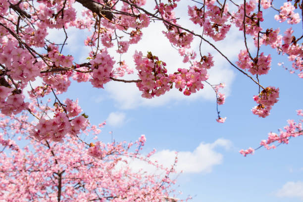 istock Blue sky and cherry blossoms in full bloom 929955850