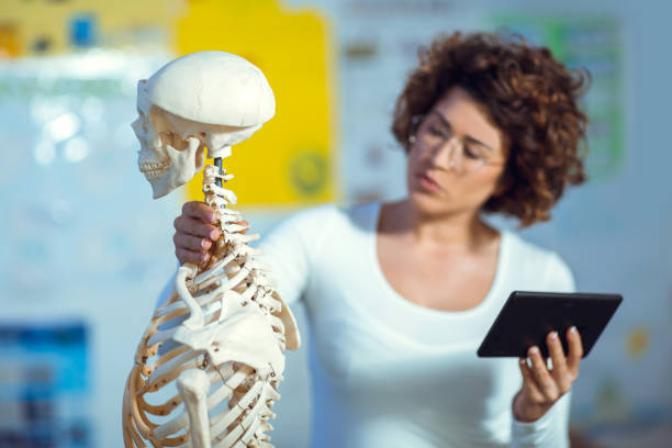 médico mujer enseñando anatomía utilizando el modelo de esqueleto humano - modelo anatómico fotografías e imágenes de stock