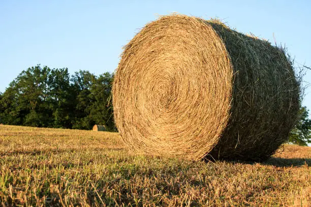 Large single haybale in recently mowed field