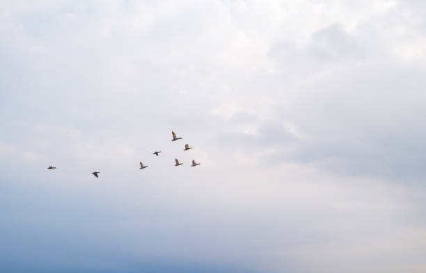 istock Ducks flying in a cloudy sky in winter 929963738