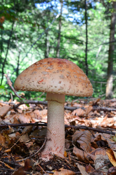 istock One single Amanita rubescens mushroom 929964682
