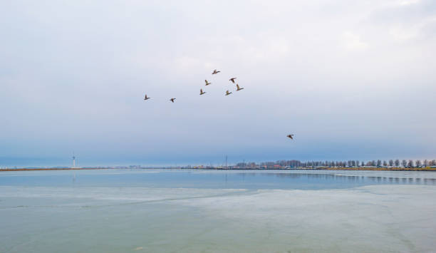 istock Ducks flying over a frozen lake in winter 929964752