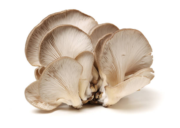 istock White colored Oyster mushroom on the white background 929967574