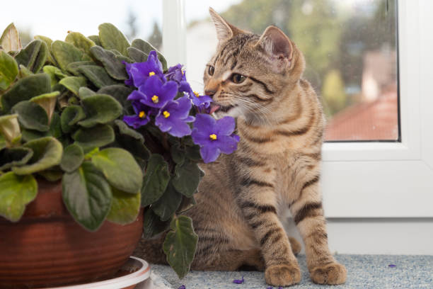 istock kitten sitting beside flower at window 929967714