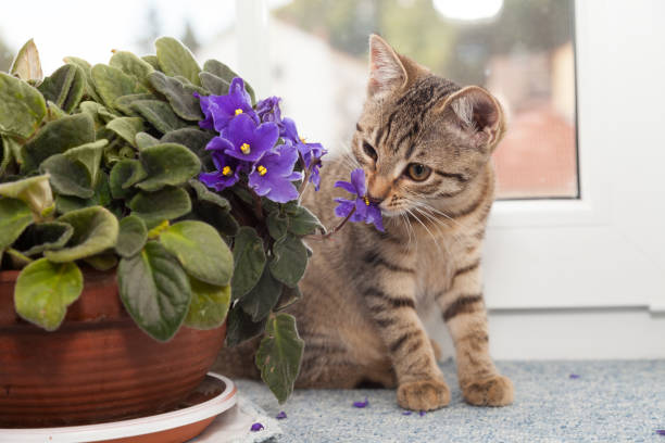 istock kitten beside purple flower 929967986