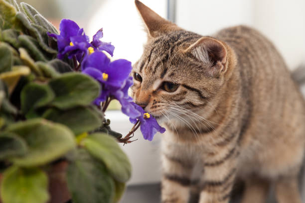 istock kitten sniffling at purple fllower 929968270