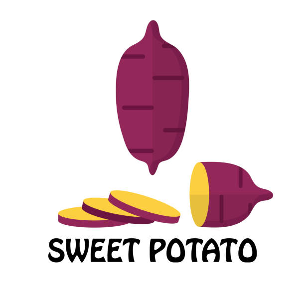 wektor ilustracja płaskie słodkie ziemniaki wyizolowane na białym tle, surowce świeże warzywa - sweet potato stock illustrations