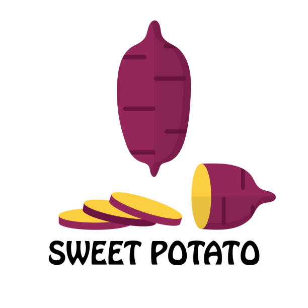 вектор иллюстрация плоский сладкий картофель изолированы на белом фоне , сырье свежий овощ - raw potato isolated vegetable white background stock illustrations