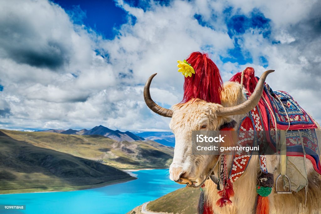 Decorated Yak above Yamdrok Lake, Tibet Decorated Yak high above the turquoise water of the sacred Yamdrok Tso (Lake) in Tibet. Location: Kamba La (pass), 4.794 m, Lhasa prefecture, Central Tibet Tibet Stock Photo