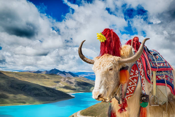Decorated Yak above Yamdrok Lake, Tibet Decorated Yak high above the turquoise water of the sacred Yamdrok Tso (Lake) in Tibet. Location: Kamba La (pass), 4.794 m, Lhasa prefecture, Central Tibet tibet photos stock pictures, royalty-free photos & images