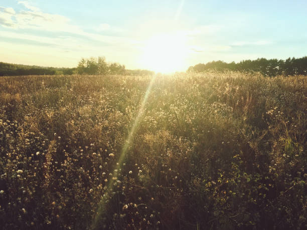 istock mystical sunset over a field of grass in the autumn 929972738