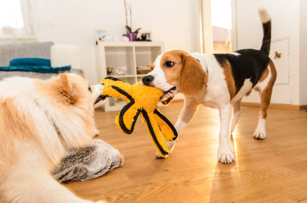 istock Two dogs fighting over a toy 929976864