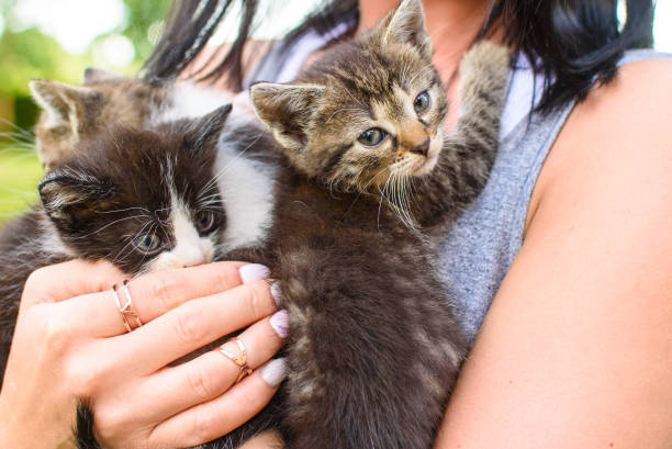 istock Small cats with woman 929977442