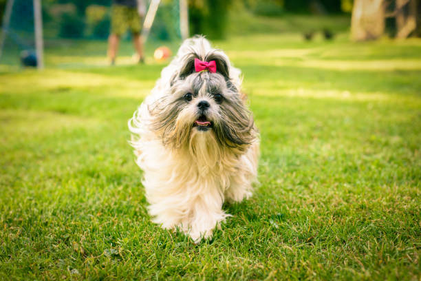 shih tzu perro - shih tzu cute animal canine fotografías e imágenes de stock