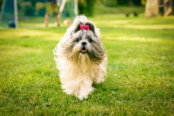 ши-цзы собака - shih tzu cute animal canine стоковые фото и изображения
