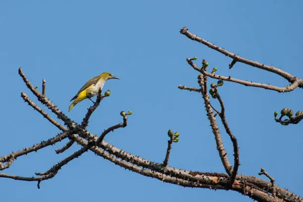 The Indian golden oriole (Oriolus kundoo) is a species of oriole found in the Indian subcontinent and Central Asia. The 