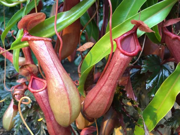 Tropical Pitcher Plant, Nepenthes Purple Meat Eating plant, Tropical Pitcher Plant, Nepenthes entrapment stock pictures, royalty-free photos & images