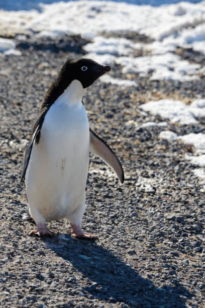 istock Adelie penguin on rock 929981762