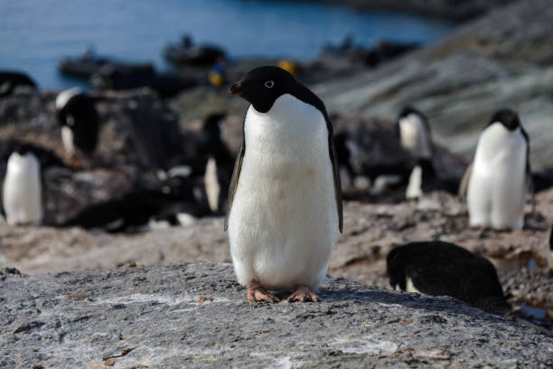 istock Adelie penguin on rock 929982252