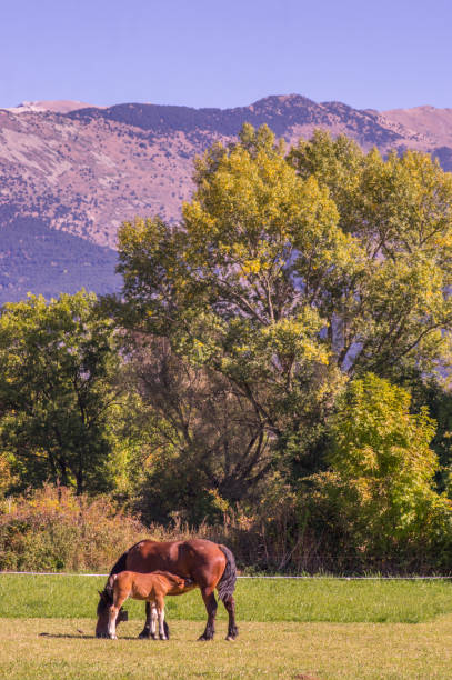 istock Calm pastures on the green fields of Cerdanya 929986860