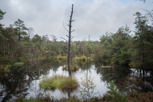 Beautiful moor landscape in the lueneburger heide
