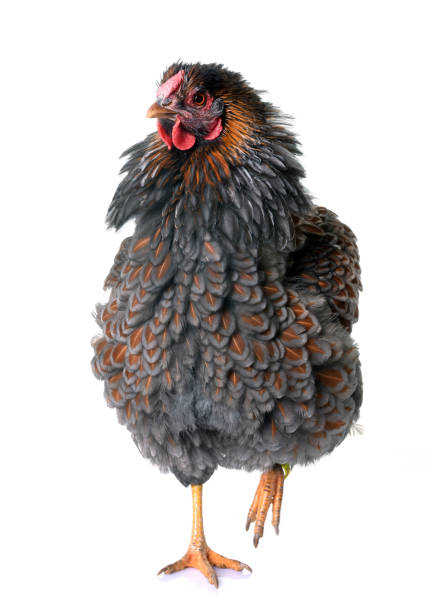 istock blue laced wyandotte 929987246