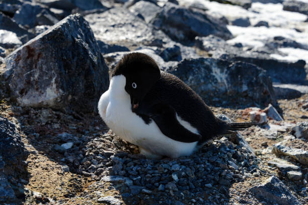 istock Adelie penguins in nest 929989480
