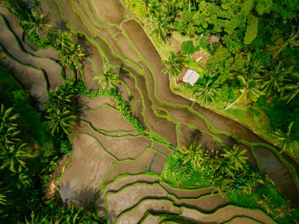 istock Tegallalang Rice Terraces in Bali 929990734