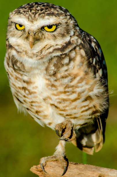 istock Beautiful birds of Brazil. 929997770