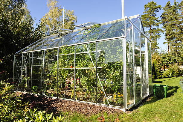 Greenhouse with organic tomatoes in garden decorated with conifers, cypresses, box tree and flowers and apple tree. Beside greenhouse is a wooden bench.