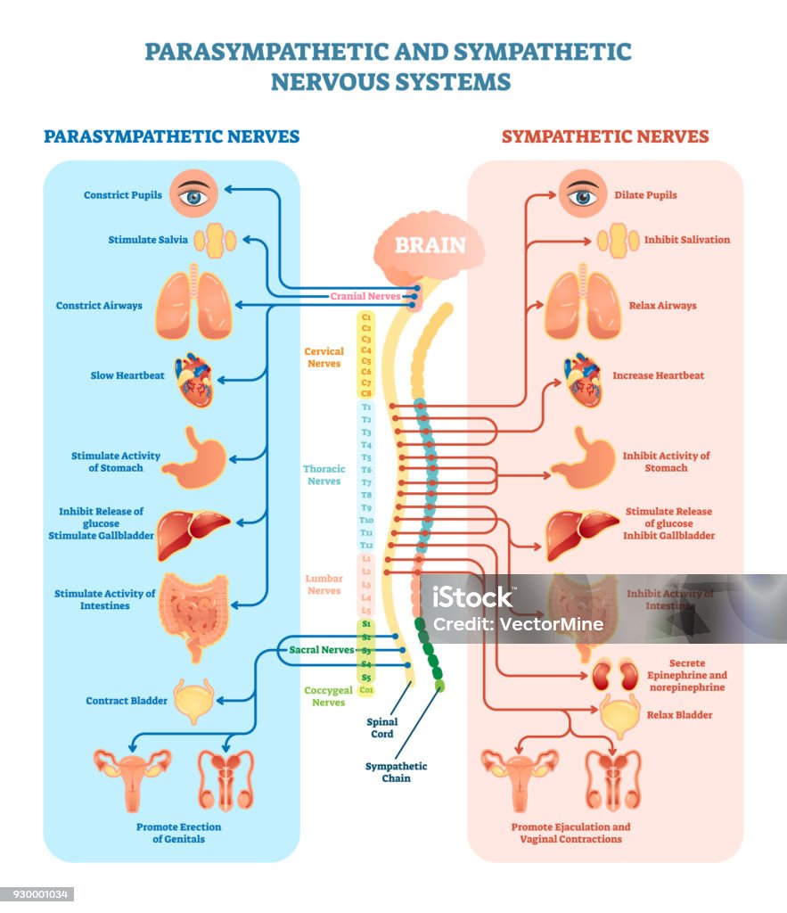 Human nervous system medical vector illustration diagram with parasympathetic and sympathetic nerves and all connected inner organs. Human nervous system medical vector illustration diagram with parasympathetic and sympathetic nerves and all connected inner organs through brain and spinal cord. Educational information complete guide. Human Nervous System stock vector