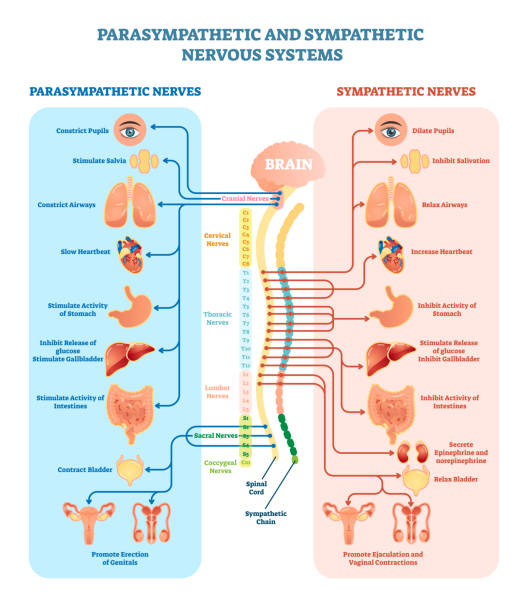 Human nervous system medical vector illustration diagram with parasympathetic and sympathetic nerves and all connected inner organs. Human nervous system medical vector illustration diagram with parasympathetic and sympathetic nerves and all connected inner organs through brain and spinal cord. Educational information complete guide. neuron schema stock illustrations