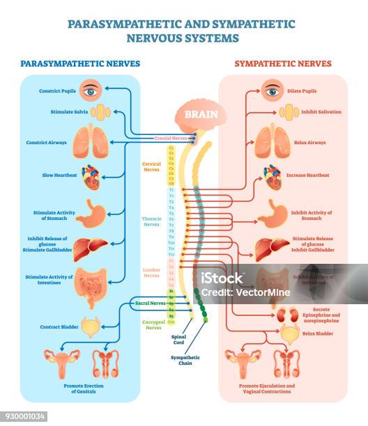 Human Nervous System Medical Vector Illustration Diagram With Parasympathetic And Sympathetic Nerves And All Connected Inner Organs Stock Illustration - Download Image Now
