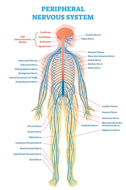 末梢神経系は、全身の神経機構医療ベクトル図図。 - 人体図点のイラスト素材／クリップアート素材／マンガ素材／アイコン素材