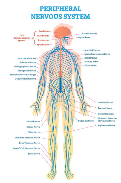 Peripheral nervous system, medical vector illustration diagram with full body nerve scheme. Peripheral nervous system, medical vector illustration diagram with brain, spinal cord and full body nerve scheme. sensory impulse stock illustrations