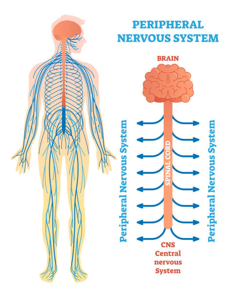 illustrations, cliparts, dessins animés et icônes de système nerveux périphérique, schéma illustration vectorielle médical avec le cerveau, la moelle épinière et des nerfs. - spinal nerve