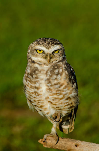 istock Beautiful birds of Brazil. 930001058