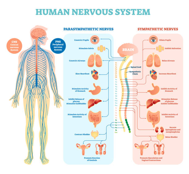 lidský nervový systém lékařský vektorový ilustrační diagram s parasympatickými a sympatickými nervy a všemi spojenými vnitřními orgány. - biomedicínská ilustrace stock ilustrace
